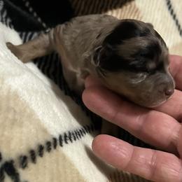 Rosco - Blue merle male Aussiedoodle puppy in Daphne, Alabama from Darling Australians