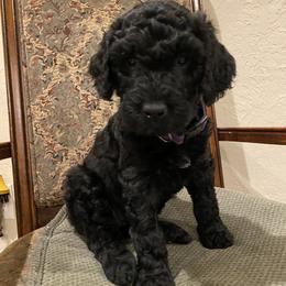 Maggie - Black female Double Doodle puppy in Spring, Texas from Dream Doodles HTX