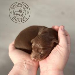 Candy - Chocolate and tan female Dachshund puppy in Monroe, North Carolina from Dogwood Doxies