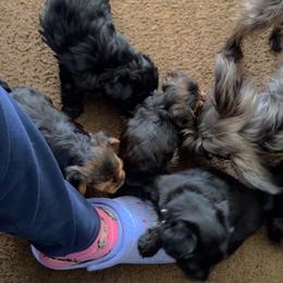 Poodle and Yorkipoo All Grown Up from Bella Dreamss LLC