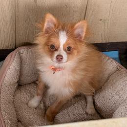 Coyote - Orange parti male Pomeranian puppy in San Diego, California from SD Bullies
