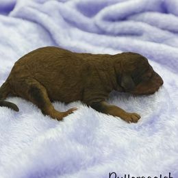 Butterscotch - Brown and white male Sheepadoodle puppy in Greeneville, Tennessee from Smokey Mountain Sheepadoodles