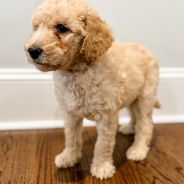 Labradoodle Puppies from M4 Doodles