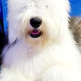 Dudley - Old English Sheepdog