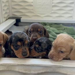 Dachshund Puppies from Cotton Hill Dachshunds