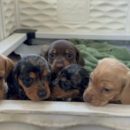 Dachshund Puppies from Cotton Hill Dachshunds