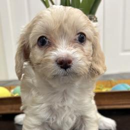 Kate - Apricot female Cavapoo puppy in Martin, Tennessee from Min’s Cava-Cuties