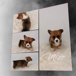 Mist - Red female Pembroke Welsh Corgi puppy in Kiowa, Colorado from Cool Water Corgis LLC