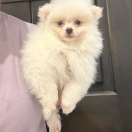 Max - Cream male Pomeranian puppy in Corpus Christi, Texas from Crown Rose Pomeranians