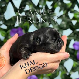 Game of Thrones Khal Drogo - Black and tan male French Bulldog puppy in Salem, Oregon from Toy House Frenchies
