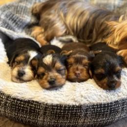 Quinn - Yorkshire Terrier