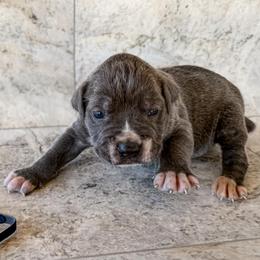 Black Collar - Gray male Cane Corso puppy in Catawba, North Carolina from Catawba Cane Corso