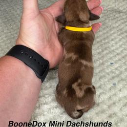 Daisey - Dapple female Dachshund puppy in Lexington, Oklahoma from BooneDox Miniature Dachshunds