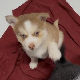 Chase - Red and white male Pomsky puppy in Spring Hill, Florida from PDQ Pomskies