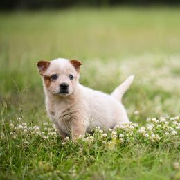 -Girl 2 - Red speckled female Australian Cattle Dog puppy in Kaufman, Texas from Emberwick Ranch