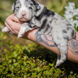 Iris - Blue merle female Miniature Australian Shepherd puppy in Grants Pass, Oregon from Woodwind Miniatures