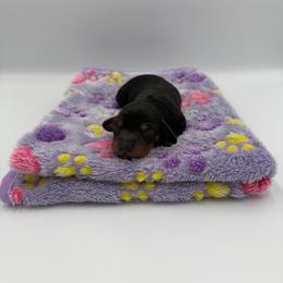 Daisies - Black and tan female Dachshund puppy in Chandler, Arizona from KCK9 Dachshunds