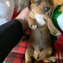 Dachshund Puppies from Cajun Low Riderz