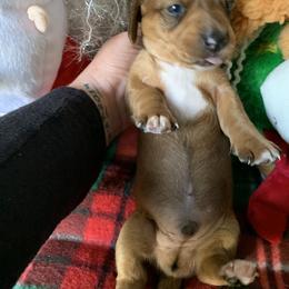 Dachshund Puppies from Cajun Low Riderz
