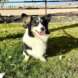 Lou - Pembroke Welsh Corgi