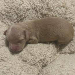 Mallow - Cream male Dachshund puppy in Dobson, North Carolina from Oakleys Dachshund Haven