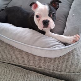 RASCAL - Black and white male Boston Terrier puppy in Ellicott City, Maryland from Thee Puppy Lady🐾