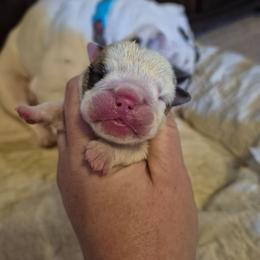 BLACK - Fawn and white male Bulldog puppy in Walhalla, South Carolina from Lowery's English Bulldogs
