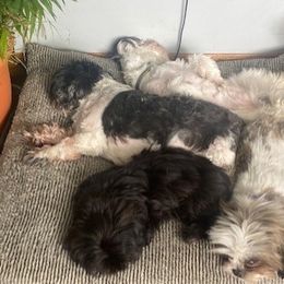 Shih Tzus from May May’s Shih Tzu’s