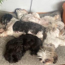 Shih Tzus from May May’s Shih Tzu’s