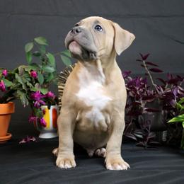 Orange collar - Blue fawn male American Bully puppy in Easton, Maryland from Night Court Bullies