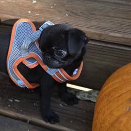 Sissy Bits - Black female Pug puppy in Cincinnati, Ohio from Pugs513