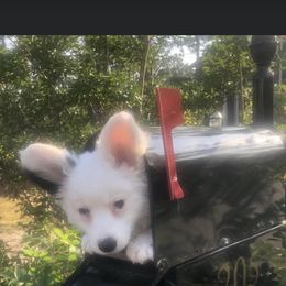 Cardigan Welsh Corgi Puppies from Luxe Cardigan Welsh Corgis