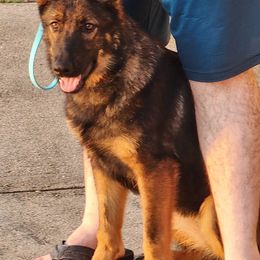 German Shepherd Puppies from Persevere Kennels