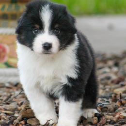 Aladdin - Black tri male Miniature American Shepherd puppy in San Benito, Texas from Vaquera's Miniature American Shepherds