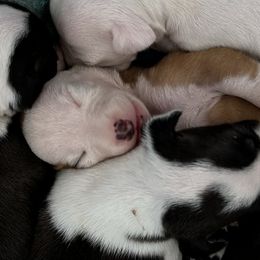 Italian Greyhound Puppies from WAHLTOWAHLIGGYS