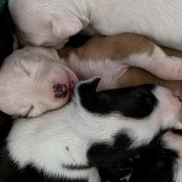 Italian Greyhound Puppies from WAHLTOWAHLIGGYS