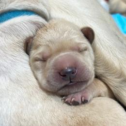 Labrador Retriever puppies from McKenzie Reign Labradors