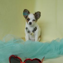 Sugar Blossom - Sable spotted white female Chihuahua puppy in Bois D Arc, Missouri from Carsten's Chihuahuas
