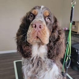Mags - English Springer Spaniel