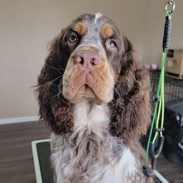 Mags - English Springer Spaniel