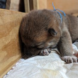 Shiba Inu Puppies from Cornerpost Shiba Inus