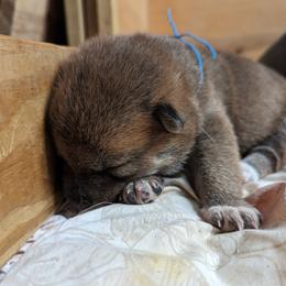 Shiba Inu Puppies from Cornerpost Shiba Inus