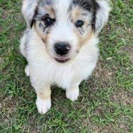 Australian Shepherd Puppies from Red Wagon Aussies
