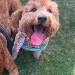 Kenzie - Goldendoodle
