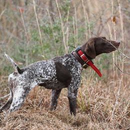 Ellie - German Shorthaired Pointer
