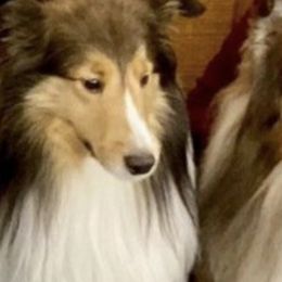 Shetland Sheepdogs from Bonnette's Shetland Sheepdogs