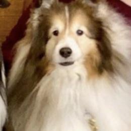 Shetland Sheepdogs from Bonnette's Shetland Sheepdogs