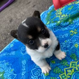 Girl 3 Black Tri - Black and white female American Corgi puppy in Scottown, Ohio from Wyndy Ridge Corgis