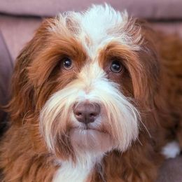 Macintosh - Havanese