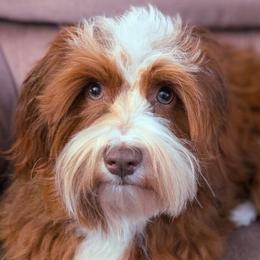 Macintosh - Havanese